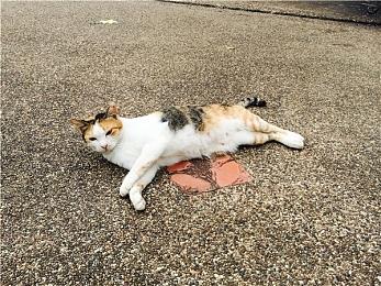 《帕斯卡契约：终极版》追加内容《皇座之舞》现已免费更新，NS版港日服打折促销